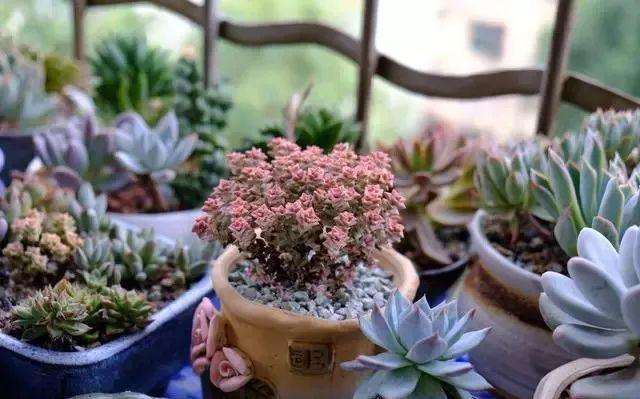 养多肉怎么配土 要避开哪些误区 图片