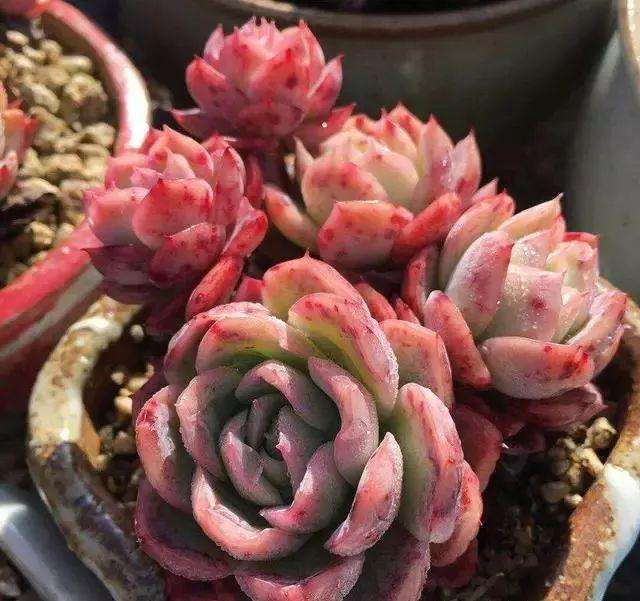 养多肉怎么配土 要避开哪些误区 图片