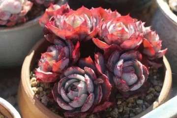 养多肉怎么配土 要避开哪些误区 图片