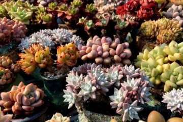 多肉的黑腐病是什么症状 图片