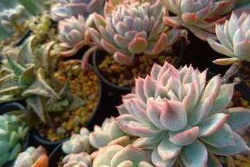 多肉叶片为什么会枯萎 怎么办 图片