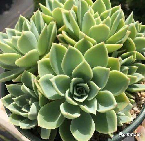 春季是多肉白粉病多发的季节