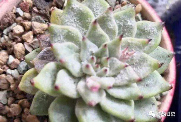 南方多肉植物得了黑斑病