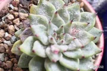 南方多肉植物得了黑斑病 怎么办 图片