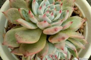 夏季多肉植物得了烟煤病 怎么办 图片