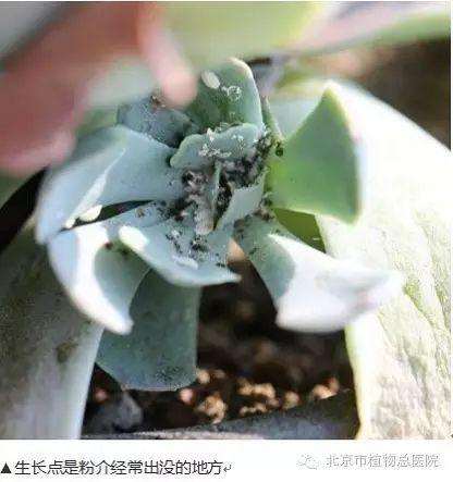 多肉植物在秋季怎么养护的方法