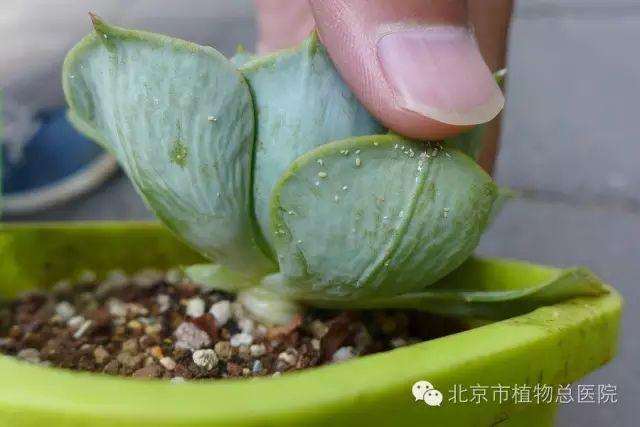 多肉植物在秋季怎么养护的方法