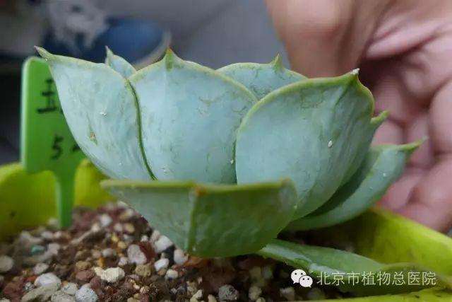 多肉植物在秋季怎么养护的方法