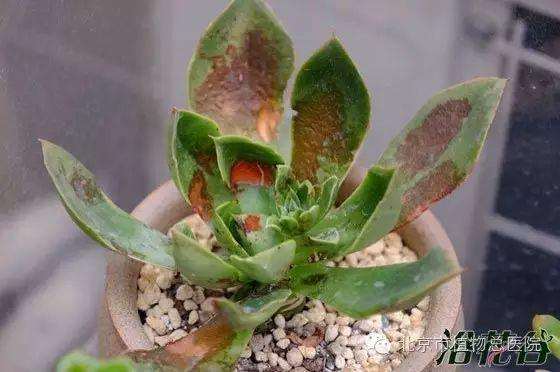 多肉植物在秋季怎么养护的方法