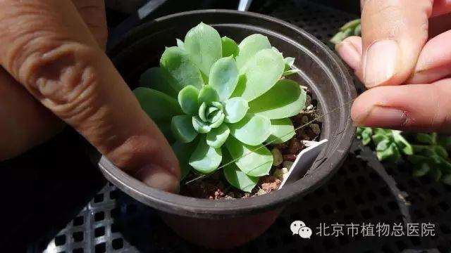 多肉植物在秋季怎么养护的方法