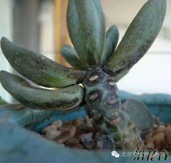 多肉植物在秋季怎么养护的方法
