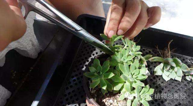 多肉植物在秋季怎么养护的方法