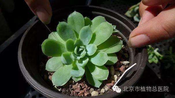 多肉植物在秋季怎么养护的方法