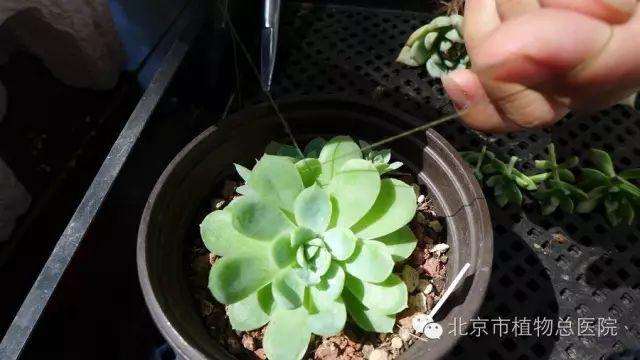 多肉植物在秋季怎么养护的方法