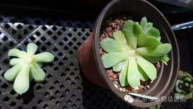多肉植物在秋季怎么养护的方法