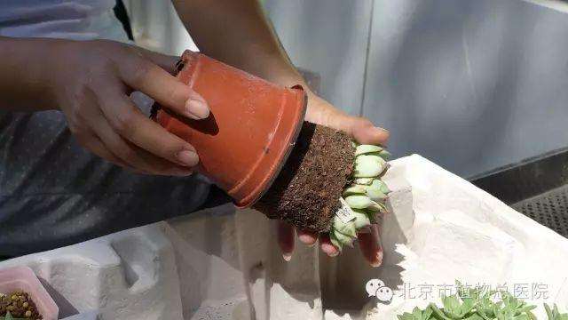 多肉植物在秋季怎么养护的方法