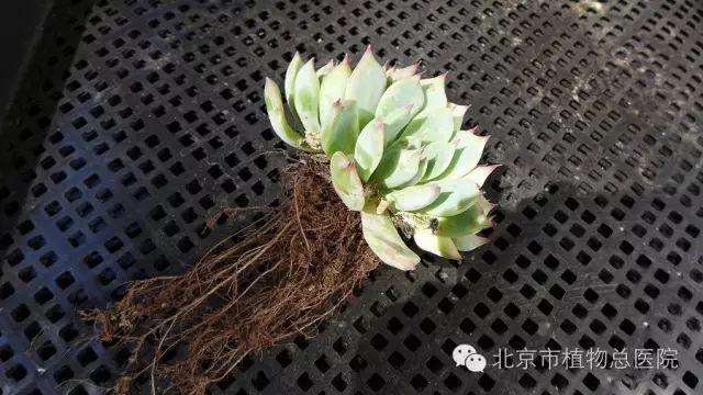 多肉植物在秋季怎么养护的方法