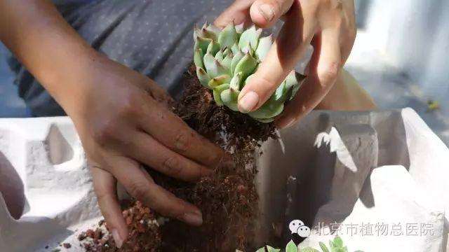 多肉植物在秋季怎么养护的方法