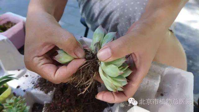 多肉植物在秋季怎么养护的方法