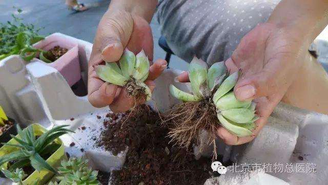 多肉植物在秋季怎么养护的方法