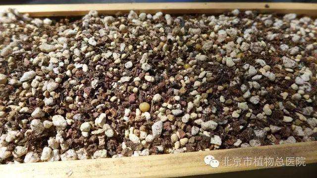 多肉植物在秋季怎么养护的方法