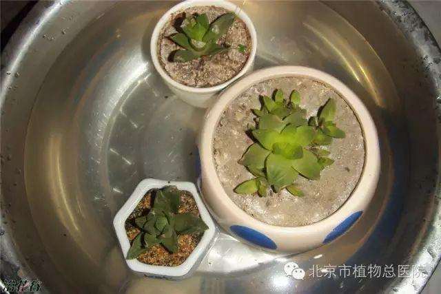多肉植物在秋季怎么养护的方法