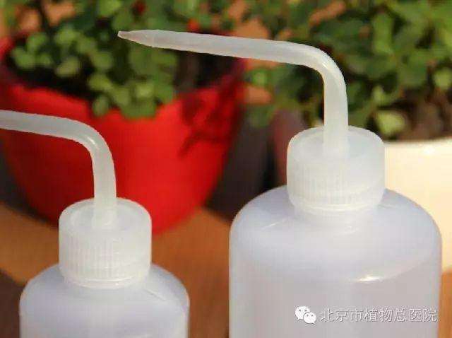 多肉植物在秋季怎么养护的方法