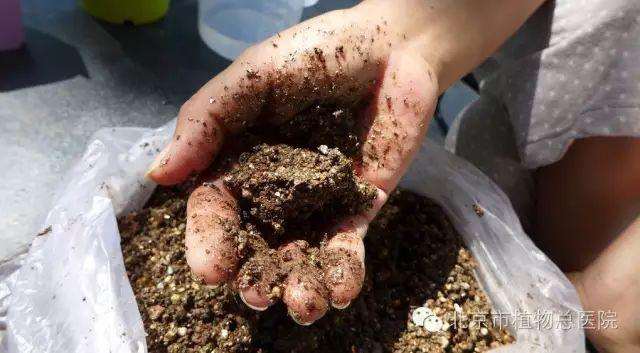多肉植物在秋季怎么养护的方法
