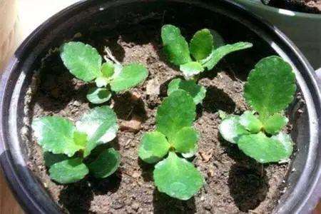 多肉植物有了黑腐病 怎么办 图片