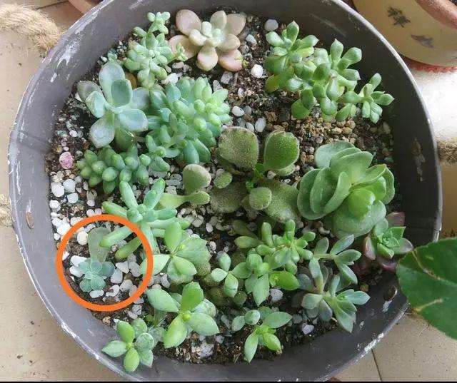 多肉叶插怎么样才能长好