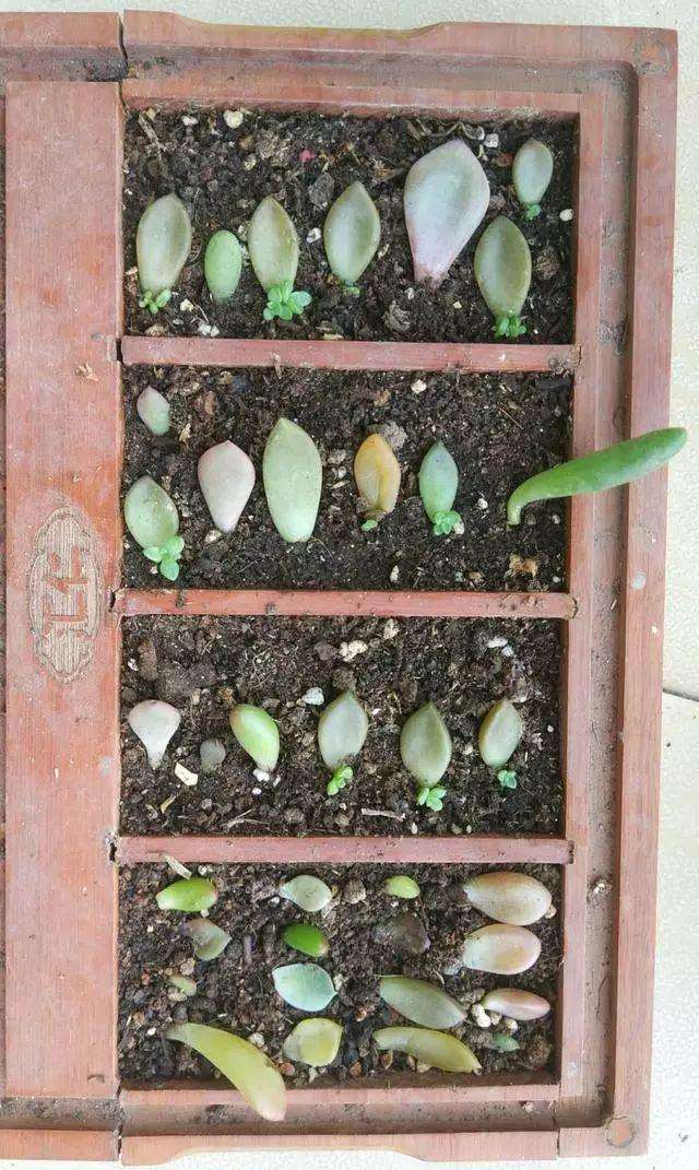 多肉叶插怎么样才能长好