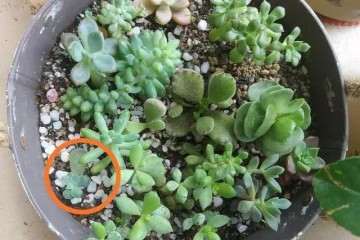 多肉叶插可以吗才能长好 图片