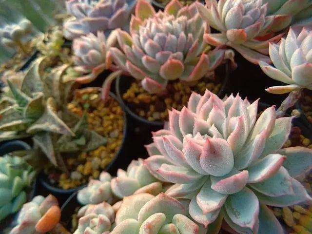 秋天多肉植物成功授粉后