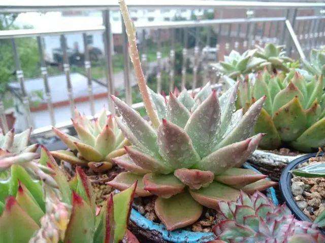 秋天多肉植物成功授粉后