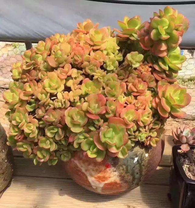 红梅多肉怎么光照和浇水的方法