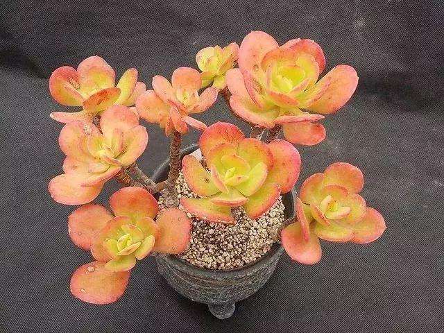 红梅多肉怎么光照和浇水的方法