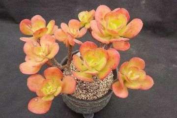 红梅多肉怎么光照和浇水的方法 图片