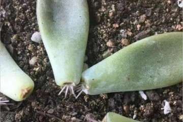 多肉叶插只长根不发芽 怎么办 图片