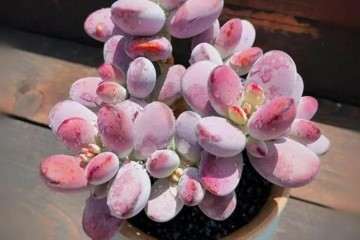 多肉植物需要温度条件达到了才会恢复生长