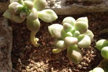 多肉植物叶片发软发皱 赶紧浇水 图片