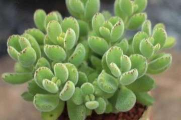 熊童子多肉怎么换盆浇水的方法 图片