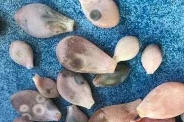 多肉植物最容易患的病有哪些 图片