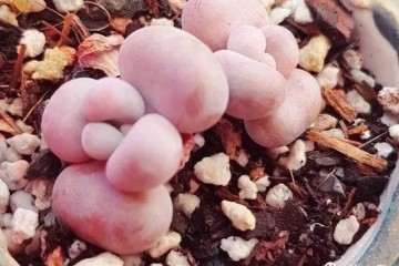 多肉徒长除了光照 还有这4个问题 图片