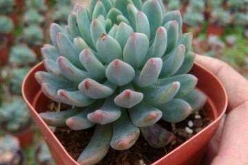 蓝苹果多肉怎么浇水养护的方法 图片