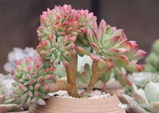 露天多肉植物如何清理灰尘