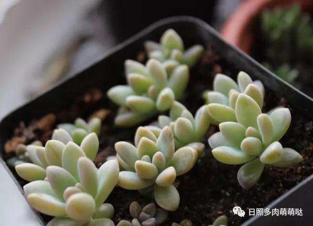 露天多肉植物如何清理灰尘