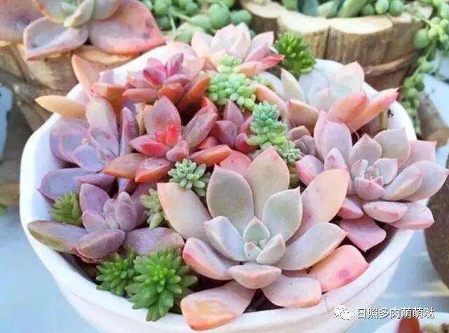 露天多肉植物如何清理灰尘