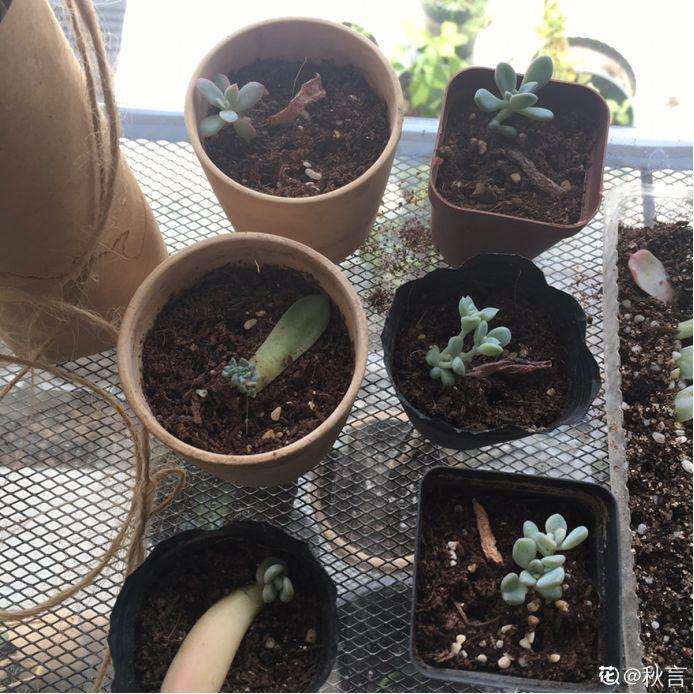 砍下来的多肉头怎么扦插再生根