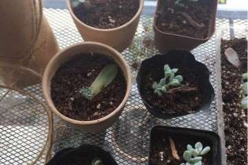 砍下来的多肉头怎么扦插再生根 图片