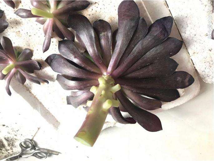 多肉砍头的最好时机与位置